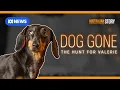 Download Lagu Sausage dog survives 529 days in island wilderness | Australian Story