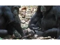 Chimpanzees Cared for Disabled Infant in the Wild