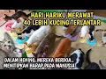 Download Lagu Keseharianku Merawat 40 Lebih Kucing Jalanan Dalam Hening Mereka Berdoa