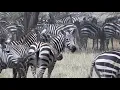Zebra Braying
