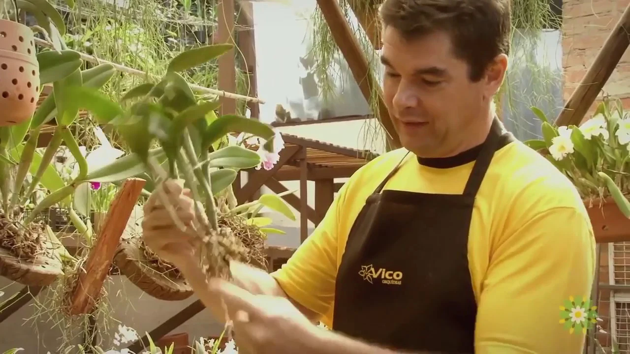 COMO CUIDAR DE ORQUIDEAS / FLORES / CUIDADOS COM ORQUIDEAS / ORQUIDARIO