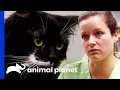 Vet Finds Old Battle Scars When Treating Cat s Injury Dr Jeff Rocky Mountain Vet