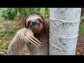 Sloth Facts Surprising Facts And Mysteries About Sloths