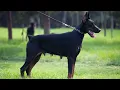 The Pros and Cons of Doberman Ear Cropping