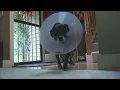 Community helps retired police K9
