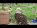 From tragedy to triumph Bald eagle Victoria remembered after passing