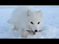 Lagu Baby Arctic Fox Steals Mans Fish
