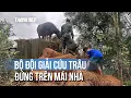 Chất rơm giải cứu con trâu đứng trên mái nhà nhiều ngày, ai cũng vui mừng