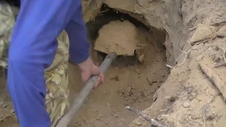 صيد الثعلب باليد بعد العثور على جحره  صيد الثعلب باليد بعد العثور على جحره