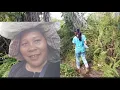 Download Lagu KEMBALI AKTIVITAS SEPERTI BIASA, MENCARI BRONDOLAN SAWIT💪