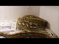 Breeding Reticulated Pythons Introduction and How to