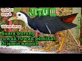 Download Lagu Suara jebakan pemikat burung ruak ruak ampuh jitu
