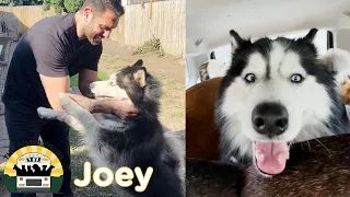 Husky neglected in a backyard for years is finally free The Asher House