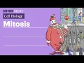 Mitosis Cell Division Stages Explained Full Lesson Sketchy MCAT