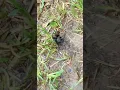 Big ass spider in Texas
