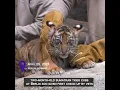 Download Lagu Two-month-old Sumatran tiger cubs at Berlin zoo given first check-up by vets