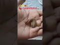 Download Lagu Tropical Leatherleaf Slug🐌 #snail #nature #creature #harm #dangerous #ill #sick #slug #shorts