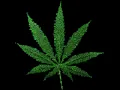 Smoke Buddah - Redman