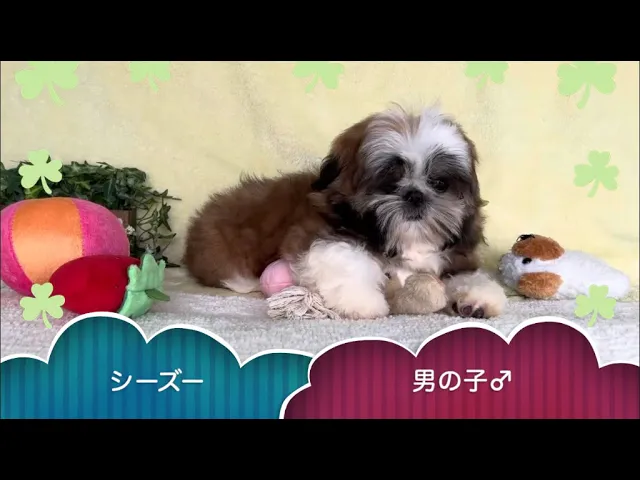 動画