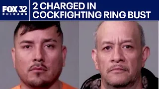 Cockfighting ring busted in Joliet 2 charged