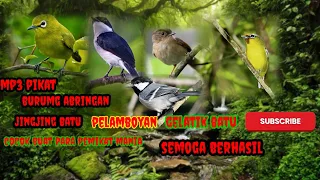 MP3 suara pikat burung abringan