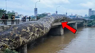 MONSTROUS Creatures That Were Hidden For Years And Suddenly Appeared!