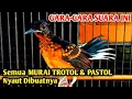 Download Lagu Pasti NYAUT BUNYI dalam sekejap Murai batu trotol dan Pastol dengan pancingan agar ngeplong ini