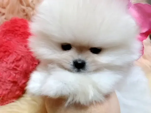 動画