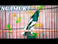 Download Lagu Kacer RoLL Tembak, Speed Rapat.. Sangat Bagus Buat Pancingan Kacer Anda ! ! !