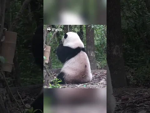One "Panda Fish" Caught | iPanda #shorts #huahua #hehua