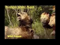 Download Wild Fauna /Прирождённые Короли /Великий прайд Львов / Mapogo Lions-часть-3 mp4 3gp mp3 videos - waplic