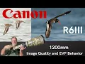 Lagu Canon R6 Mk. III at 1200mm: Image Quality and EVF Behavior for Birds in Flight