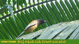 rufous treepie bird songs screeching birds sound natural sound in treepie ramana videos