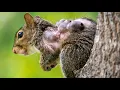 Download Lagu Removing An Immense Botfly Maggot Inside Squirrel (Part 2)