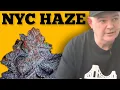 New York Cannabis History The HAZE White Boy Kev