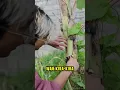 Download Lagu membuktikan di dalam pisang ada uang
