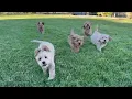 Cockapoo Puppies Sacramento Why Health Testing Matters in 2026