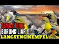 Download Lagu suara pikat semua jenis burung kecil dan besar paling ampuh