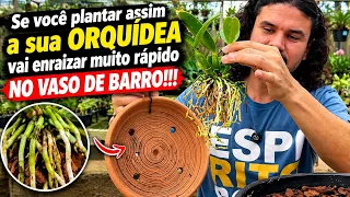 PLANTE SUA ORQUÍDEA NO VASO DE BARRO DESSE JEITO PARA ENRAIZAR MUITO!!!