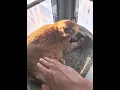 Download Lagu Cat:sorry,we’re not that familiar yet!#cat #funnycat #cats #funnyvideo #fyp #shorts
