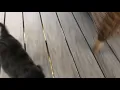Jamal