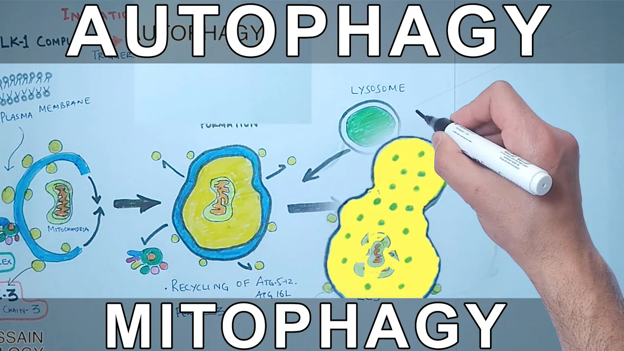 Autophagy Mechanism \| Mitophagy