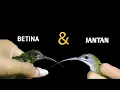 Download Lagu Perbedaan Pijantung jantan dan Betina | Cara membedakan burung pijantung jantan dan betina