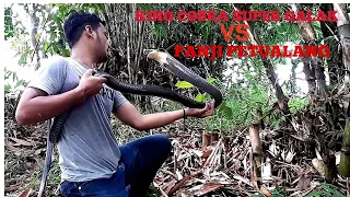 black king cobra lebih galak kualahan nanganinya