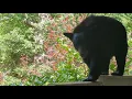 Bear Ruby Showtime