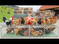 Download Lagu Harvest 1000 Eggs And Chickens In Chicken Farm - Go To Market Sell | New Free Bushcraft