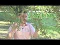 Springtime allergies How to feel better during oak pollen season