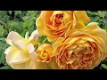 Plant inspiration all year at Cedar Nursery Cobham Surrey