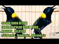 Download Lagu Sogok Ontong/Kolibri Sriganti Trotolan Dada Hitam gacor