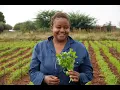 Lagu Cotton and Vegetable farmer Tsholo Maimane